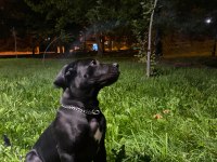 5 Aylık Cane Corso