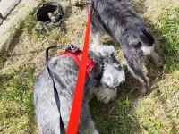 Muhteşem bebekler anne altından rezerve köpeğimiz