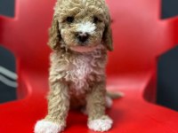 POODLE KALITESINDE SAFKAN MALTİPOO