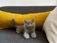 2 aylık Gri British Shorthair yavru