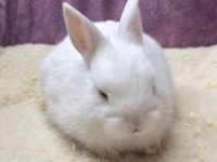 Cüce Netherland Dwarf Tavşanlar