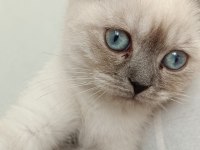 Scottish Blue Point