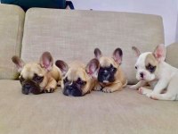 French Bulldog Yavruları