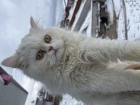 İRAN KEDİSİ