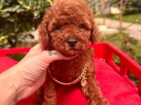Sevimli Toy Poodle Yavrularımız