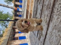 Toy poodle 2 aylık yavrularımız