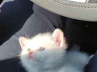 Beyaz British Shorthair