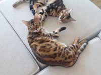 Maine Coon Anne Bengal Baba Melez Kedimiz