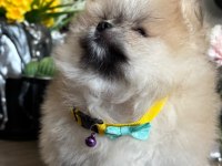 Pomeranian boo orjinal