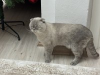 Scottish fold yakışıklıya sıcak yuva aranıyor