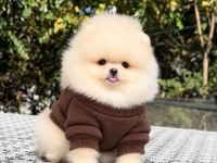 Sağlık Ve Irk Garantili Pomeranian