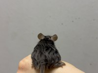 Lab - Rat - Dumbo Rat - Panda Mice Adrese Teslim Mevcut