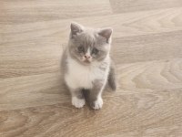Scottish fold yavrularımız