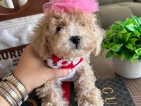 Sağlık ve ırk garantili maltipoo yavrularımız
