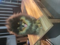 Aşılı karneli çipli erkek pomeranian yavrumuz