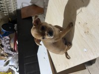 Şivava köpeğimize acil yuva aranıyor