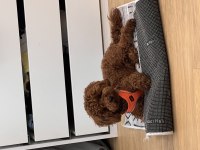 Eşleşmeye hazır poodle oğlum