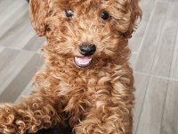 5 AYLIK DİŞİ EN KÜÇÜK BOY POODLE
