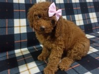Safkan poodle yavrularımız