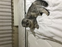 Güzel scottish fold kızım Lili