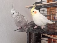 Evcil Çift Sultan Papağanı