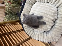 British Shorthair Yavrular