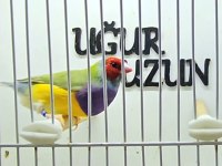 Her renk iri jumbo gouldian finch (Gökkuşağı İspinozu)