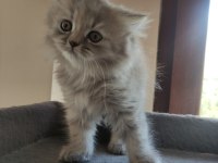 Yavru cins british longhair uygun puanlı