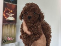 Birbirinden sevimli köpekler