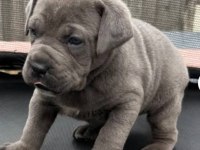 2 Aylık BodyGuard Cane Corso Yavrularım