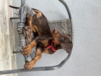 3.5 Aylık Son 4 Dişi Doberman
