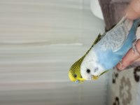 Acil sahiplendirme muhabbet kuşlar