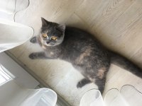 1 yaşında british shorthair