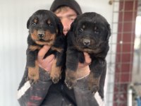 Üst Kalite Orjinal Rottweiler Yavruları