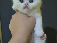 Orjinal safkan british shorthair yavrular