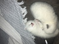 Eklem ağrısız Scottish fold Yavrular