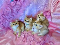 Dişi erkek bebek kediler yeni evlerini arıyorlar