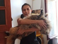 Maine coon ırkının en güzel örnekleri safkan şecereli