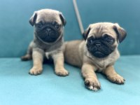 ERKEK PUG YAVRULARIMIZ KALİTE ASLA TESADÜF DEĞİLDİR