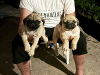 Sağlık Ve Irk Garantili Pug Mops Yavrularımız