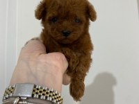 Teacup Toy Poodle