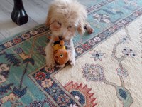 Oyuncu max toy poodle