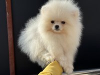 Yasal Ruhsatlı Çiftlikden Ziyarete Açık Pomeranian