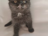 Oyuncu sevimli scottish fold yavrular