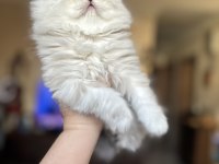 Safkan İran chinchilla bebeklerimiz