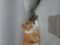 Kedimi ücretsiz sahiplendiriyorum