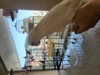 6 aylık bebek büyütmek isteyene