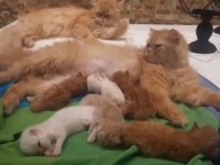 Çok güzel İran chinchilla yavrularım