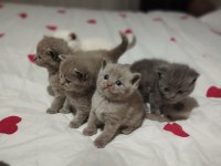 British shorthair dişi ve erkek