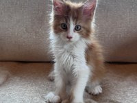 XXL cüsse mükemmel profil dopdolu maine coon